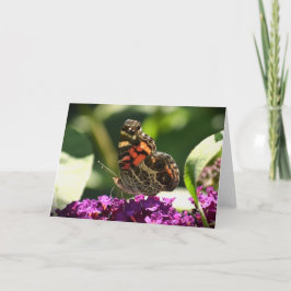 Schmetterling, Karte