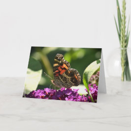 Schmetterling, Karte