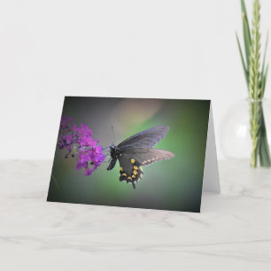 Schmetterling, Karte