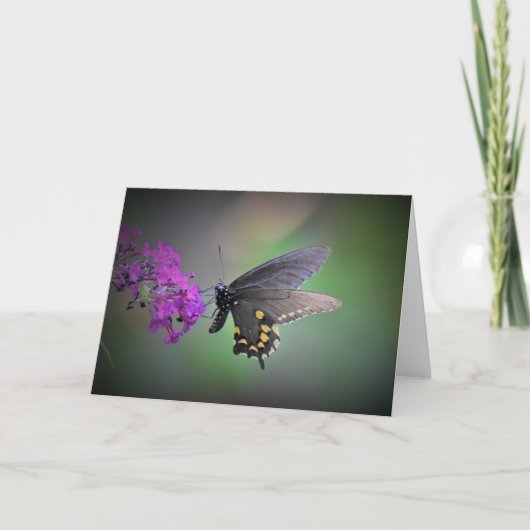 Schmetterling, Karte (Vorderseite)