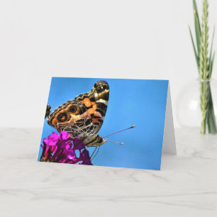 Schmetterling, Karte