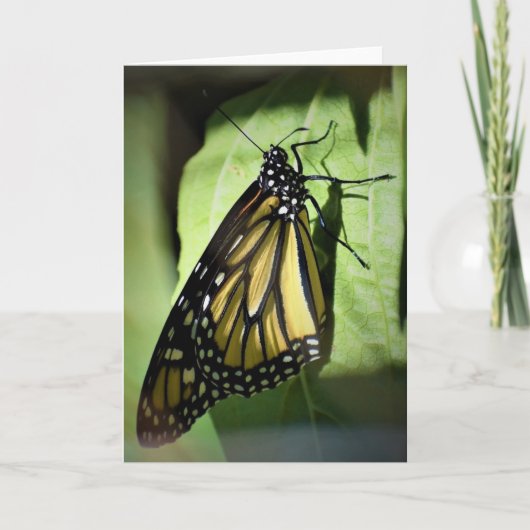 Schmetterling, Karte (Vorderseite)