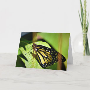 Schmetterling, Karte