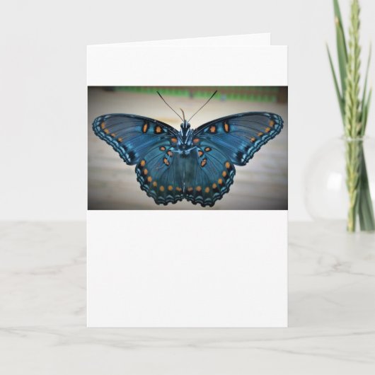 Schmetterling, Karte (Vorderseite)