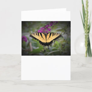 Schmetterling, Karte