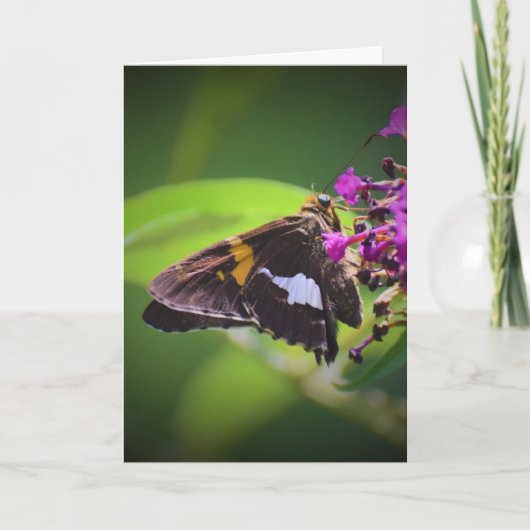 Schmetterling, Karte (Vorderseite)