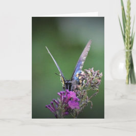 Schmetterling, Karte