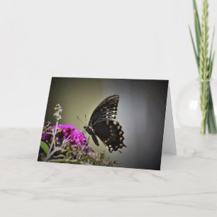 Schmetterling, Karte