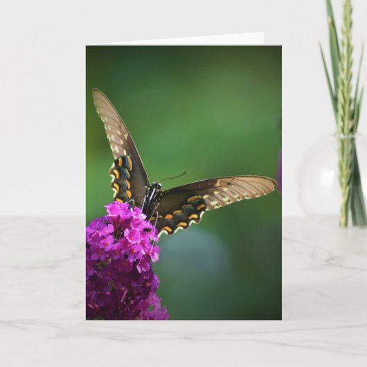 Schmetterling, Karte (Vorderseite)