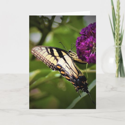 Schmetterling, Karte (Vorderseite)