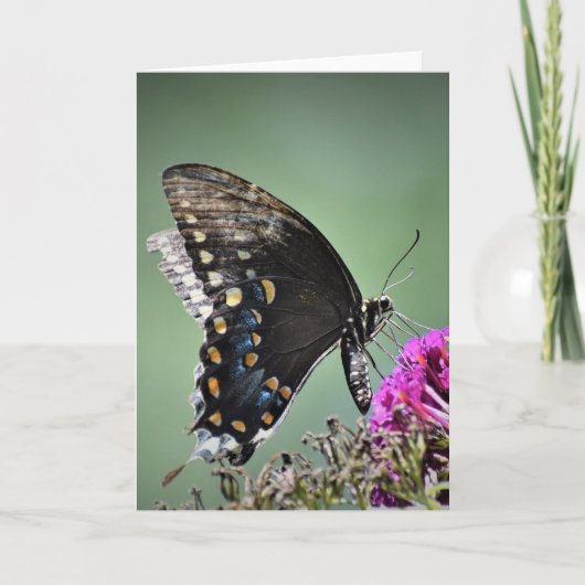 Schmetterling, Karte (Vorderseite)