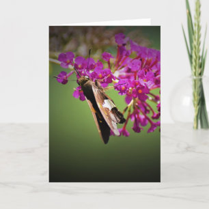 Schmetterling, Karte