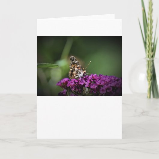 Schmetterling, Karte (Vorderseite)