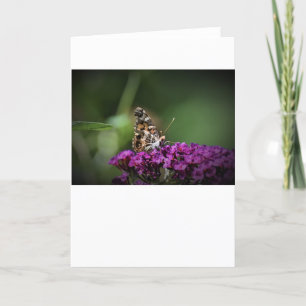Schmetterling, Karte