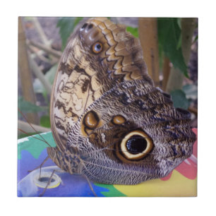 Schmetterling Klein (4,25" x 4,25") Keramik Foto T Fliese