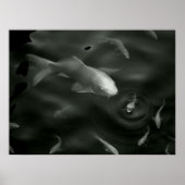 Schmetterling Kois Poster (Vorne)