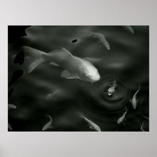 Schmetterling Kois Poster (Vorne)