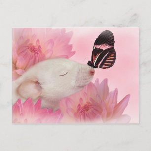 Schmetterling küsst Postkarte