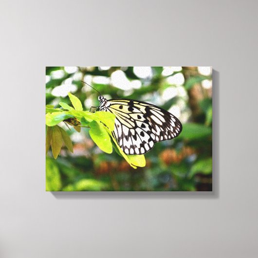 Schmetterling Leinwanddruck (Vorderseite)