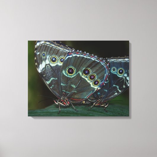 Schmetterling Leinwanddruck (Vorderseite)