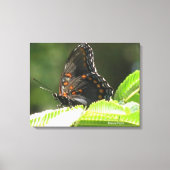 Schmetterling Leinwanddruck (Vorderseite)