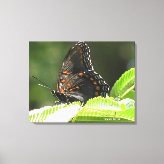 Schmetterling Leinwanddruck (Vorderseite)