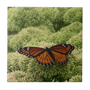 Schmetterling Limenitis archippus Schöne Naturfoto Fliese