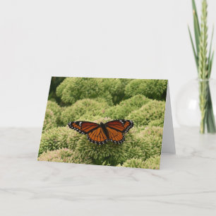 Schmetterling Limenitis archippus Schöne Naturfoto Karte