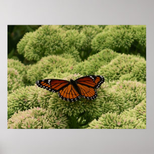 Schmetterling Limenitis archippus Schöne Naturfoto Poster