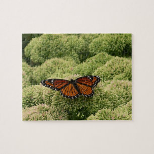 Schmetterling Limenitis archippus Schöne Naturfoto Puzzle