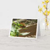 Schmetterling Maculada, Pararge Aegeria Karte (Gelbe Blume)