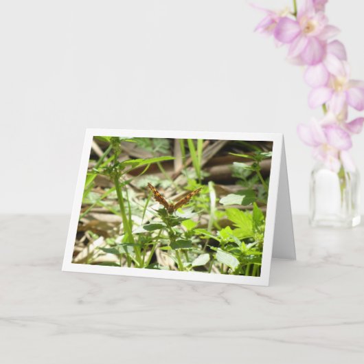 Schmetterling Maculada, Pararge Aegeria Karte (Orchidee)