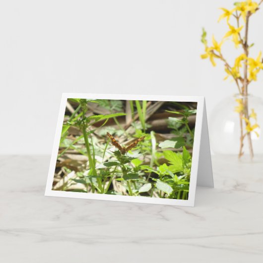 Schmetterling Maculada, Pararge Aegeria Karte (Gelbe Blume)