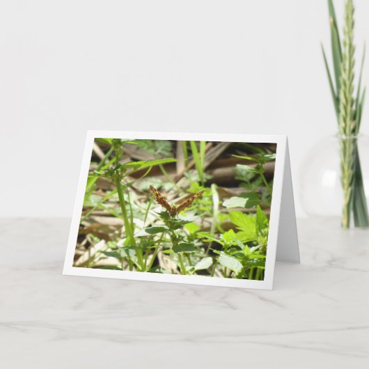 Schmetterling Maculada, Pararge Aegeria Karte (Vorderseite)