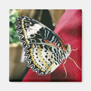 Schmetterling Magnet