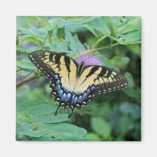 Schmetterling Magnet