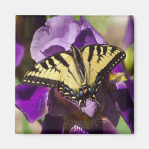 Schmetterling Magnet