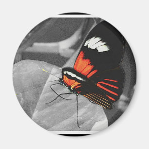 Schmetterling Magnet