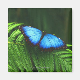 Schmetterling Magnet