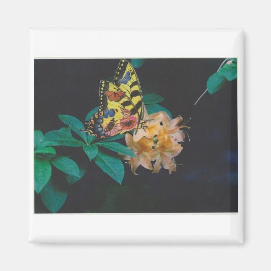 Schmetterling Magnet (Vorne)