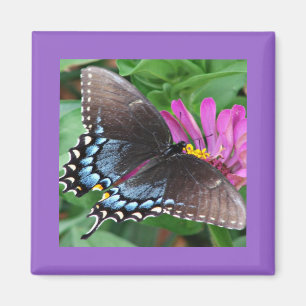 Schmetterling Magnet
