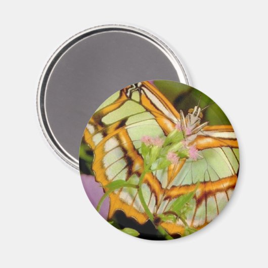 Schmetterling Magnet (Vorderseite/Rückseite)