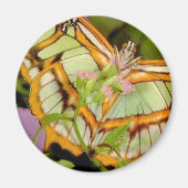 Schmetterling Magnet (Vorne)