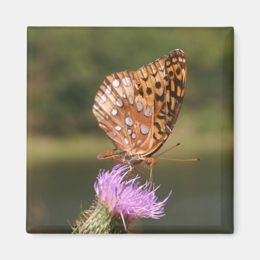 Schmetterling Magnet (Vorne)