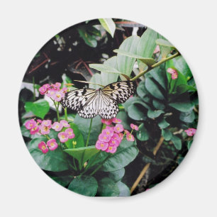Schmetterling Magnet