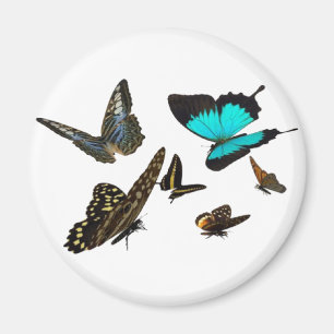 Schmetterling Magnet