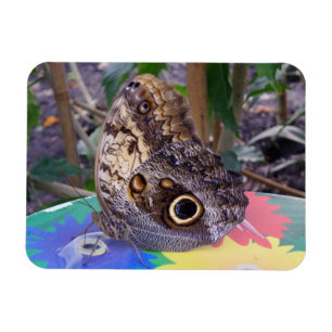 Schmetterling-Magnet 3"x4" Magnet