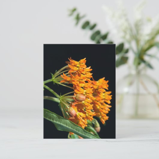 Schmetterling-Milkweed-Florets and Buds on Black Postkarte (Stehend Vorderseite)