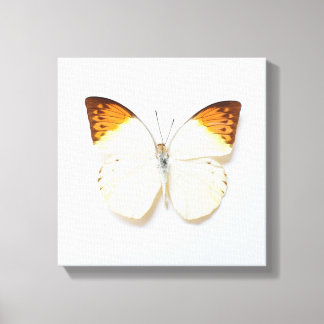 Schmetterling mit Flügelausbreitung, gefunden in R Leinwanddruck