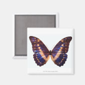 Schmetterling mit Flügeln 3 Magnet (Vorderseite/Rückseite)